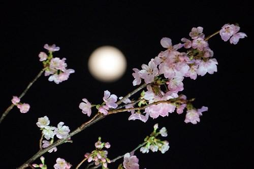 Dự trù nhiều hoa 'chống héo' cho lễ hội hoa anh đào Nhật Bản 2017 ảnh 13