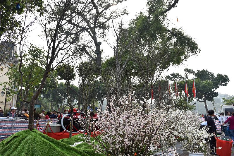 Những hình ảnh trước giờ khai mạc Lễ hội hoa anh đào Nhật Bản tại Hà Nội