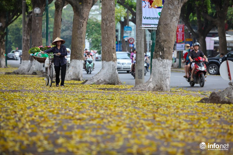 Vào những ngày này, đi dọc các con đường Phan Đình Phùng, Trần Phú, Trần Hưng Đạo...,mọi người dễ dàng bất gặp hình ảnh những thảm lá vàng rụng ngợp dưới chân.