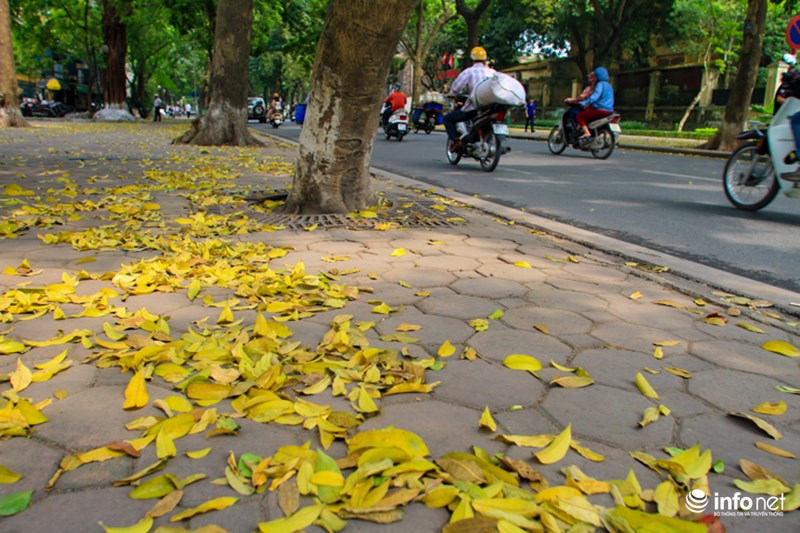 Tháng 4, mùa sấu và xà cừ thay lá. Lá vàng phủ đầy những vỉa hè, góc phố đã trở thành đặc trưng của Hà Nội đã chuẩn bị vào hè.