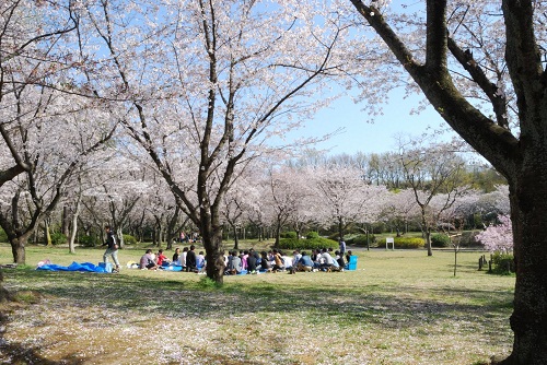 6. Công viên Heiwa: Công viên Heiwa – Chikusa-ku, phía đông thành phố Nagoya là một công viên yên tĩnh, đẹp như tranh vẽ, nơi bạn có thể thư giãn dưới những bông hoa của hơn 2300 cây anh đào mà không phải chen chúc giữa đám đông. Từ lối ra 3 nhà ga tàu điện ngầm Higashiyama Koen, du khách đi bộ chừng 10 phút là đến công viên Heiwa.