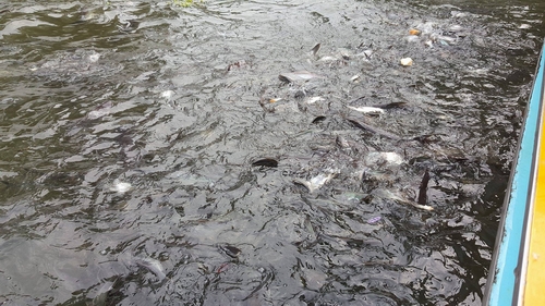 Sông Chao Phraya cũng rất nhiều cá, loại cá da trơn giống cá basa, cá tra ở Việt Nam. Đây là loài cá tự nhiên trên sông, thuộc Hoàng Gia Thái nên không ai đánh bắt, thức ăn của chúng là bánh mì của du khách đến tham quan. Tới đây, du khách có những giây phút thư giãn vui nhộn với cho cá ăn bánh mì.