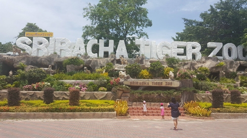 Sriracha Tiger Zoo ở Thái Lan có diện tích khoảng 400,000m2, cách thành phố Pattaya khoảng 30 phút đi bằng ô tô. Vườn thú này nuôi dưỡng hơn 400 con hổ Bengal và hơn 10,000 con cá sấu các loại. Mặc dù nơi đây không phải là vườn thú lớn nhất Thái Lan, tuy nhiên, nơi đây cũng là một điểm đến quen thuộc với du khách. Bạn sẽ có những trải nghiệm thú vị chưa từng có khi đến nơi này.