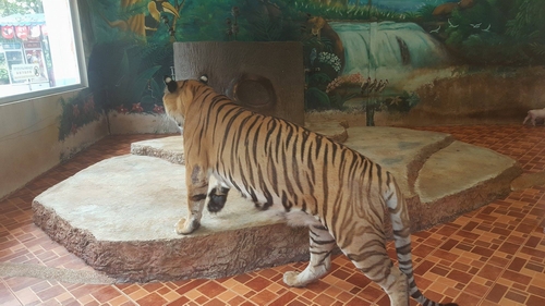 Ngay khi bước chân vào vườn thú bạn sẽ được chiêm ngưỡng những con hổ được nuôi nhốt trong chuồng như một con vật nuôi bình thường.