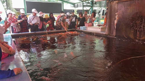 Tại Sriracha Tiger Zoo cũng có một trải nghiệm đặc biệt khác dành cho du khách là cho cá bú sữa. Dịch vụ này du khách phải chi trả số tiền 50 bath (gần 35 nghìn đồng) cho một bình sữa để cá ăn.