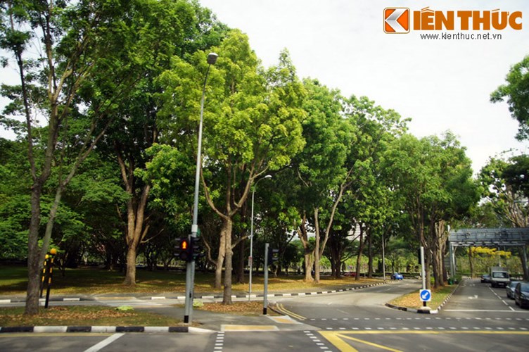 3. Tỉ lệ phủ xanh đô thị cao nhất thế giới. Ti lệ cây xanh phủ bóng tới 50% diện tích đô thị khiến Singapore trở thành một trong những thành phố có độ phủ xanh cao nhất thế giới. 