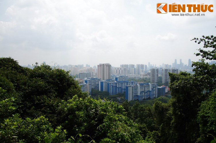 5. Mô hình rừng trong thành phố. Nhiều khu vực của Singapore được quy hoạch thành những khu rừng bán tự nhiên, trở thành những lá phổi xanh cùng như điểm du lịch thu hút nhiều du khách ghé thăm. 