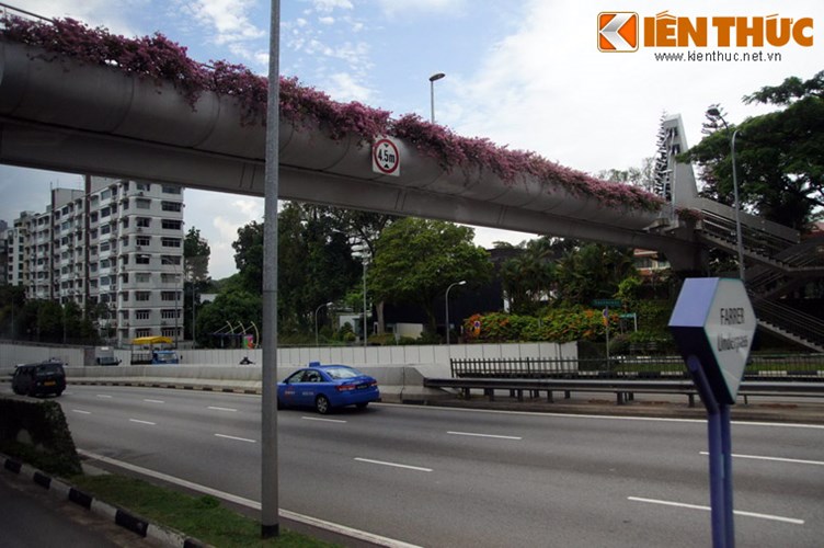 7. Vườn hoa trên cao. Cầu vượt dành cho người đi bộ ở Singapore thường được thiết kế như những khu vườn treo, nơi trồng rất nhiều loài hoa rực rỡ. 