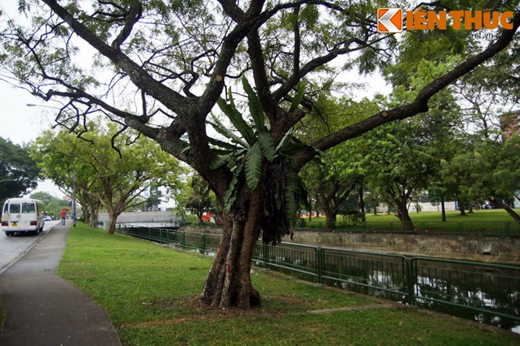 8. 5 loài cây chủ lực. Dựa trên các nghiên cứu khoa học về điều kiện tự nhiên và quy hoạch kiến trúc của Singapore, chính phủ của đảo quốc này xác định 5 loài cây chủ lực được trồng trên đường phố. Đó là các loài cây lim sét, lọng ô, muồng tím, angsana và xà cừ. 