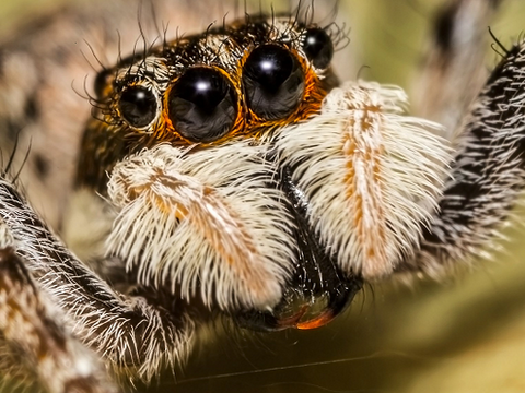 Phát hiện nhện khổng lồ 8 mắt ở Mexico