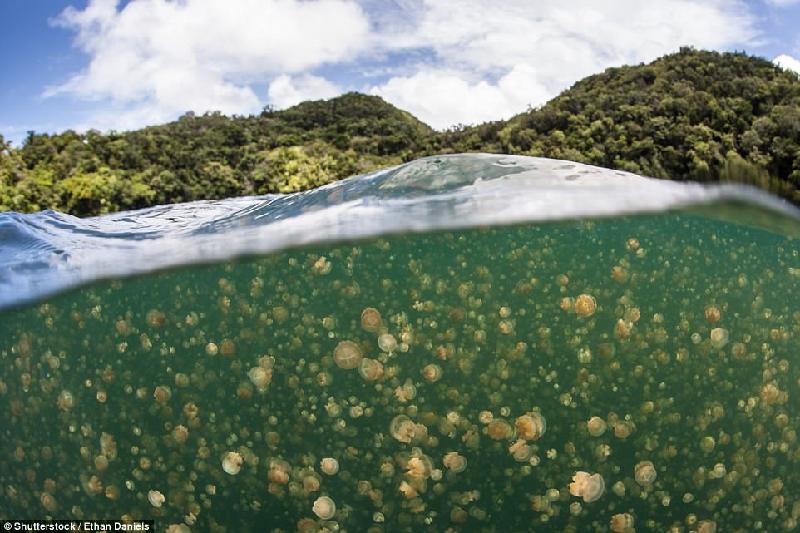 Sống trong môi trường không phải đối mặt với kẻ thù tự nhiên, sứa bắt đầu sinh sôi. Du khách có thể bơi cùng chúng mà không sợ bị cắn. Ảnh: 