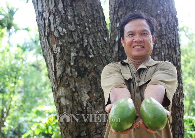 Cây bơ của ông Đức cho quả to, thơm ngon, cơm vàng dẻo