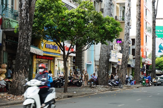 27 cây xanh phải đốn hạ cùng 1 cây xanh được bứng dưỡng trên đường Lê Lợi để phục vụ thi công dự án metro tuyến Bến Thành - Suối Tiên