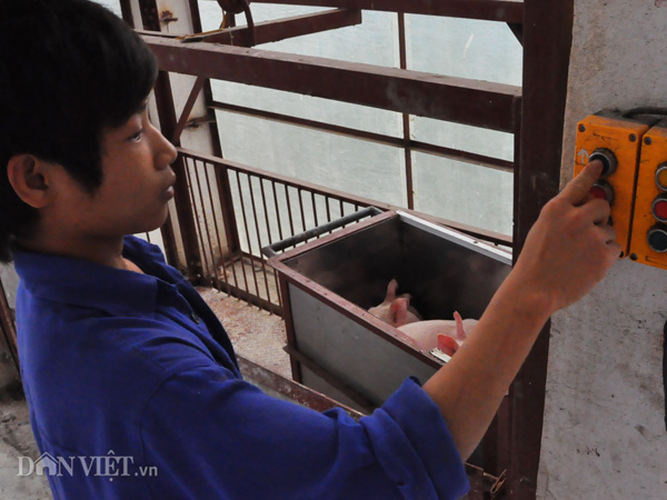 Công nhân chuyển đàn lợn giống bằng cầu thang máy tại trang trại của ông Long ở huyện Thanh Oai (Hà Nội).