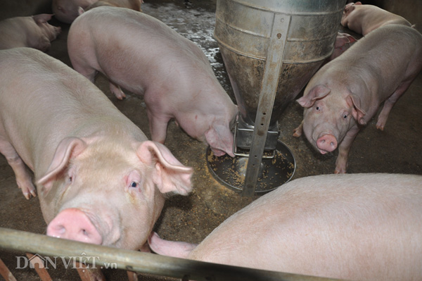 Giá lợn lợn đã tăng trở lại, người nuôi lợn đã có thể bớt lỗ, yên tâm chăn nuôi.