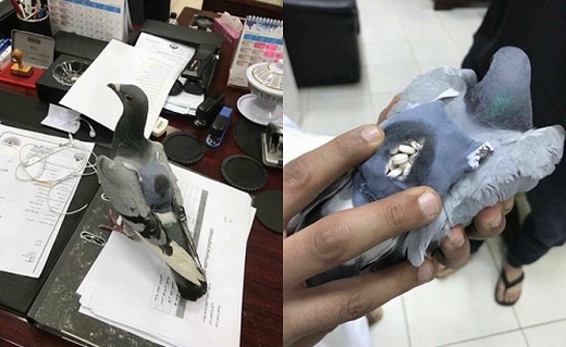 Kuwait phát hiện bồ câu …vận chuyển ma túy!