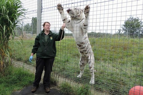 Hổ vồ chết nữ nhân viên vườn thú Anh!