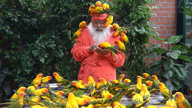 Ông Sri Swamiji chăm sóc, nuôi dưỡng và vui đùa với những con chim của khu vườn