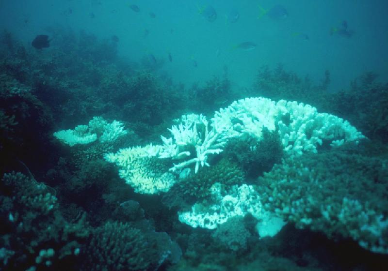 Rạn san hô Great Barrier, Australia: San hô ở Great Barrier bị tẩy trắng do ảnh hưởng từ biến đổi khí hậu.