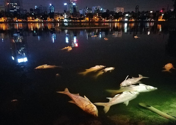 Hiện tượng cá chết ở hồ Hoàng Cầu bắt đầu xảy ra vào rạng sáng ngày 8/6