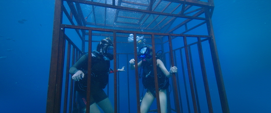 Lisa và Kate tham gia vào “trò chơi tử thần” - ngắm cá mập trong chiếc lồng sắt.