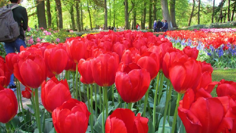 Với vẻ đẹp rực rỡ, Vườn Keukenhof xứng đáng với giải “Điểm đến hấp dẫn nhất châu Âu” đã được Hiệp hội du lịch thế giới trao tặng.
