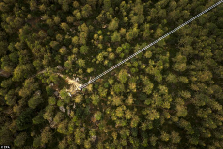 Bức ảnh chụp bằng thiết bị bay không người lái cho thấy cây cầu nổi bật trên cánh rừng xanh phía dưới.