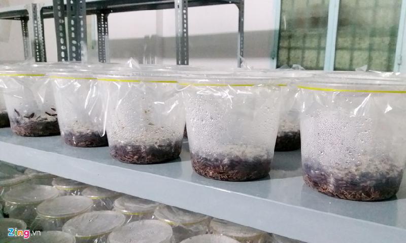 Từ bộ giống gốc trong ống nghiệm, Nguyễn Anh và các kỹ sư của anh đã tách cấy vào 15 lọ giống cấp 1. Sau 2 tuần, bộ nấm gốc đầu tiên được nhân giống với cấp số nhân vào 4.500 hộp nuôi đông trùng hạ thảo.