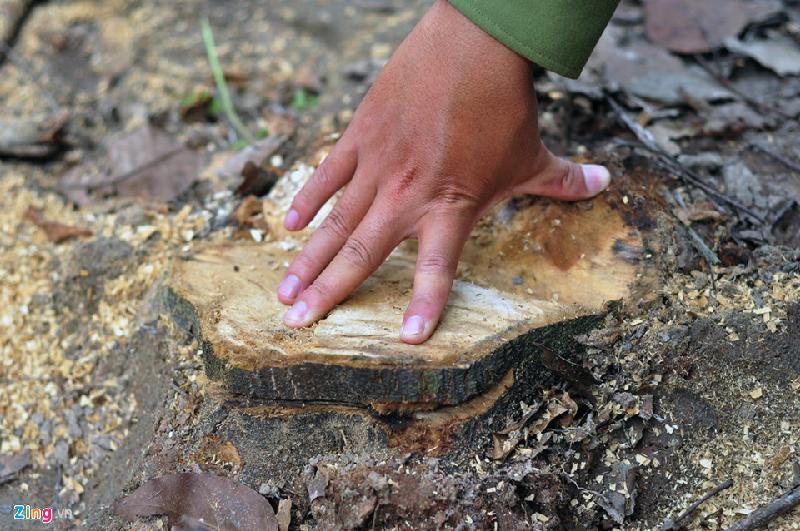 242 cây bị đầu độc thuộc loại gỗ lớn, được trồng từ năm 2005 (12 tuổi). Đường kính thân cây từ 16-25 cm, cao trên 10 m.