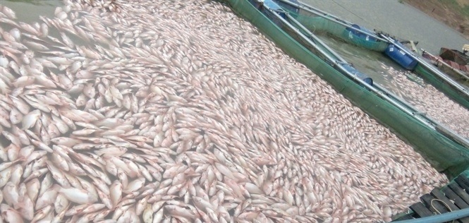 Đã có câu trả lời cho vụ 70 tấn cá chết bất thường ở Kon Tum