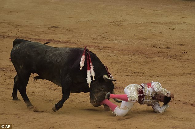 Trong cuộc đấu bò chuyên nghiệp diễn ra vào buổi chiều, người đấu bò Gonzalo Caballero đã bị bò húc và phải dừng cuộc đấu.
