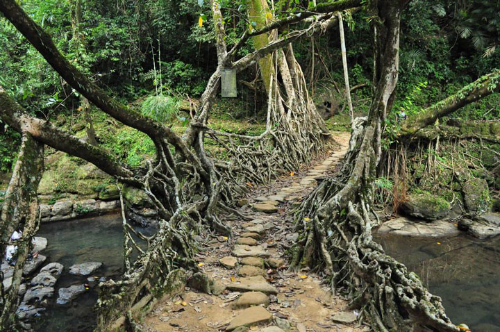 Cây cầu bằng rễ cây sống, tiểu bang Meghalaya Ấn Độ: Đây là cây cầu tốn ít chi phí xây dựng và ít công sức nhất vì được tạo ra hoàn toàn từ rễ cây. Cây cầu được tạo ra bằng cách uốn rễ cây cao su theo một hình dáng nhất định, ép xuống mặt nước và lan sang phía đối diện. Chỉ sau vài năm, cây cầu được hình thành và tồn tại hàng thế kỷ nhờ sự phát triển của bộ rễ cây.
