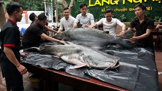 Cặp cá &quot;khủng&quot; 250 kg xuất hiện tại Đà Nẵng