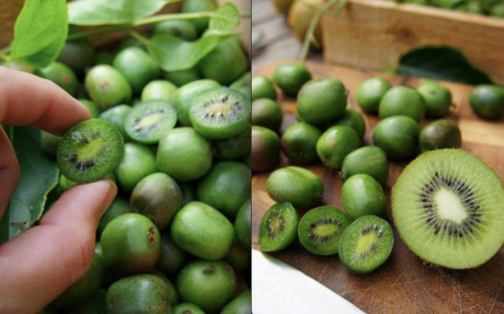 Kiwi berry nhỏ như quả nho, vỏ xanh nhẵn thín