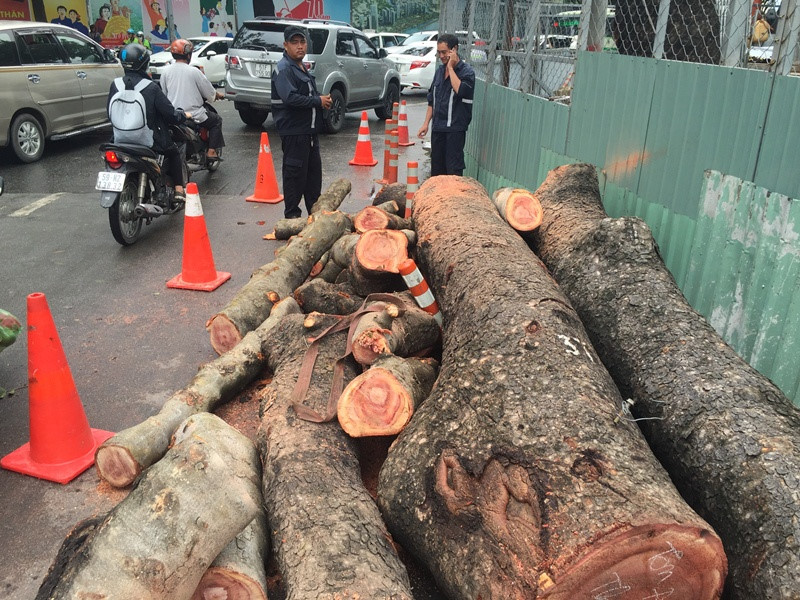 Nhân viên công ty cây xanh có mặt cắt tỉa cây cổ thụ, dọn dẹp hiện trường ẢNH: ĐỨC TIẾN