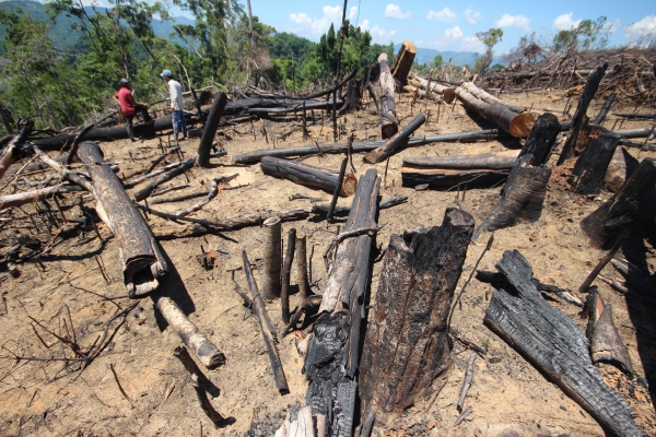 Hiện trường vụ phá rừng phòng hộ ở xã Tiên Lãnh