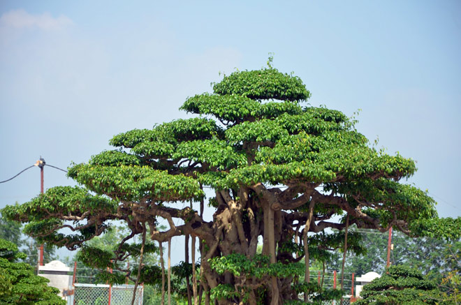 Cây sanh này có tuổi đời khoảng 100 năm tuổi. Theo chủ nhân của cây,mới đây, một “đại gia” đến vườn xem và hỏi mua cây với giá 2,5 tỷ nhưng ông chưa bán.