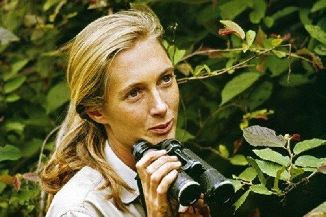 2. Jane Goodall (1934) là nhà nhân chủng học, linh trưởng học và chuyên gia hàng đầu thế giới nghiên cứu về tinh tinh. Bà đã dành phần lớn cuộc đời của mình để nghiên cứu về tập tính sinh sống của tinh tinh ở Vườn quốc gia Gombe Stream, Tanzania. Những nghiên cứu sâu rộng của bà đã làm sáng tỏ tập tính sinh sống của tinh tinh, khám phá ra chúng là loài ăn tạp và có thể thiết kế và sử dụng công cụ.