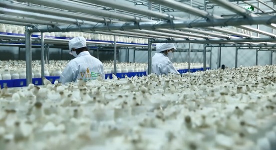 Đặc biệt, VinEco cũng vừa hoàn thiện và đưa vào sử dụng nhà máy sản xuất nấm sạch với thiết bị được nhập khẩu 100% theo công nghệ Hàn Quốc