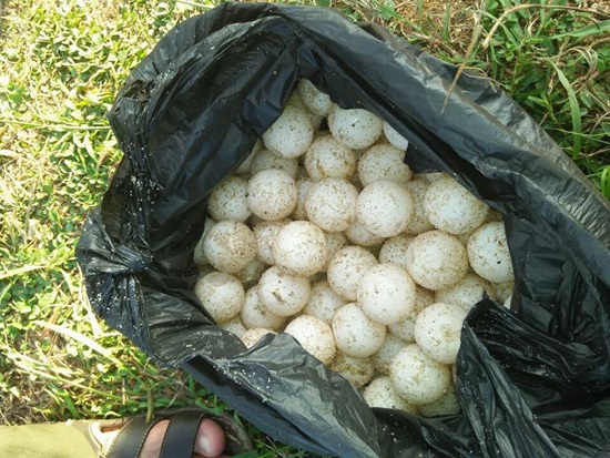 Lần đầu tiên tại Việt Nam: Bị kết án vì buôn bán trứng rùa biển