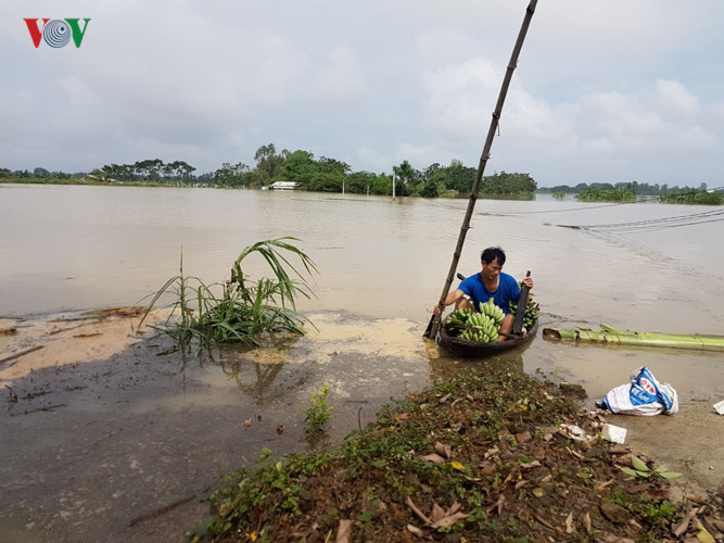 Một người dân xã Tân Tiến cố bơi thuyền nan ra đồng chặt mấy buồng chuối, vớt vát ít sản phẩm bao công chăm sóc.