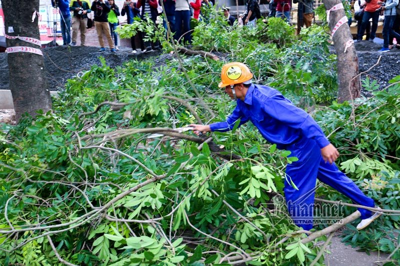 Do cây xanh trên đường Phạm Văn Đồng được trồng với mật độ rất dày, bên dưới vướng nhiều công trình ngầm và nằm sát mép đường cũ nên sẽ khó khăn trong việc đánh chuyển, khó giữ được bộ rễ