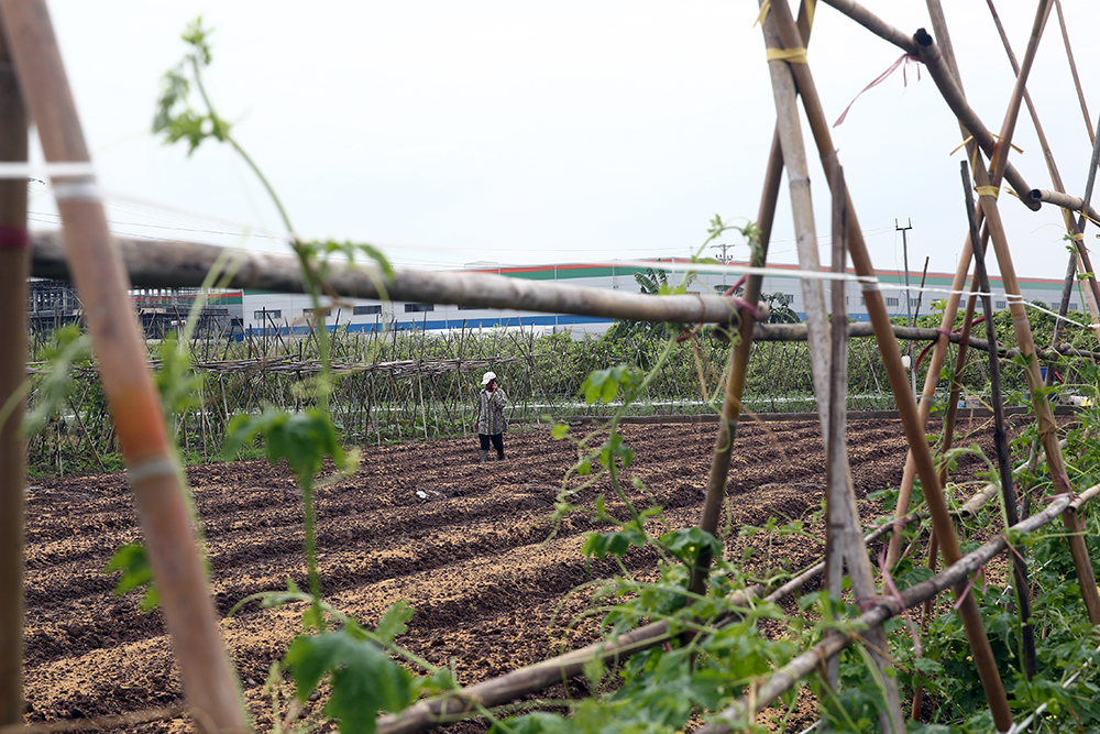 Hầu hết các hộ trồng rau ở Yên Phú đều nhận thức được việc trồng rau an toàn. Ảnh: VGP