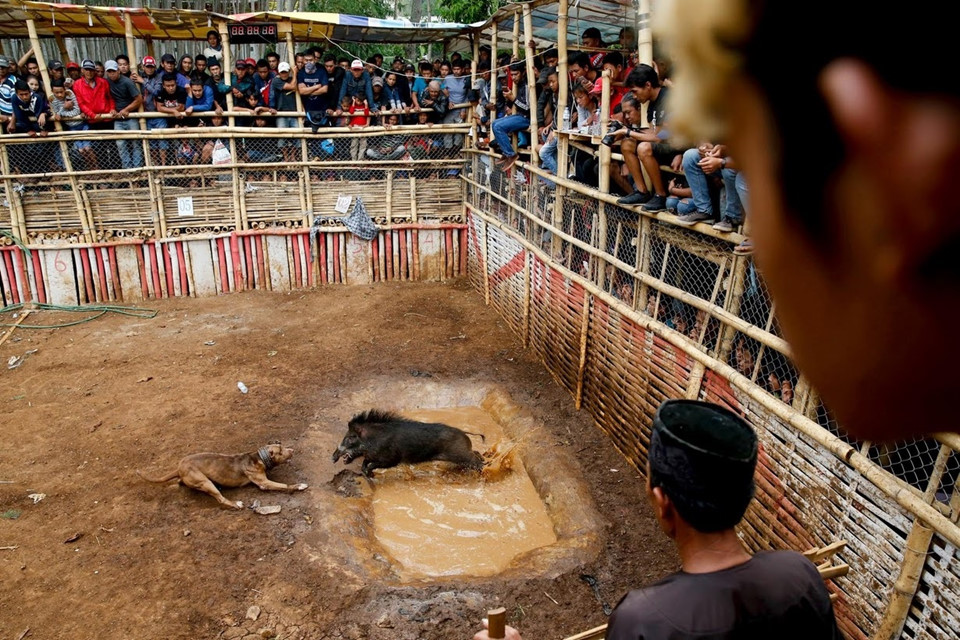 Chùm ảnh cuộc đấu khốc liệt giữa chó nhà và lợn rừng ở Indonesia