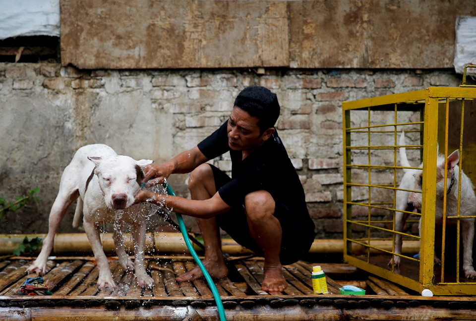 Anh Agus Badud, một người nuôi chó để thi đấu, nói tập tục này mang lại cho anh thu nhập. 