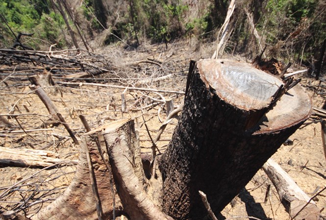 Xử lý nghiêm các vụ phá rừng tại Quảng Nam