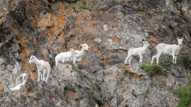 Thành phố Anchorage có nhiều phong cảnh thiên nhiên đẹp. Du khách có thể chiêm ngưỡng những con cừu dall đặc hữu ở đây.