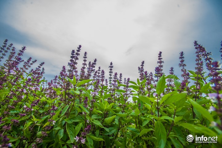 Trong vài ngày vừa qua, hình ảnh về cánh đồng hoa oải hương tím ngắt một màu phủ bạt ngàn trên cánh đồng tại một vùng quê ngoại thành Hà Nội đang được nhiều bạn trẻ quan tâm.