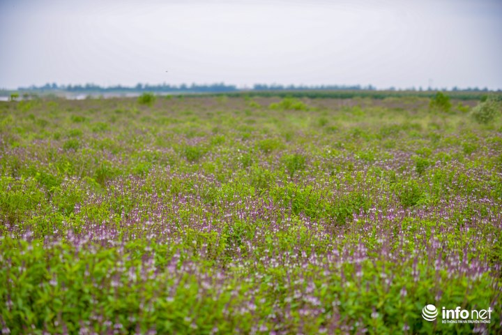 Theo tìm hiểu, cánh đồng hoa oải hương (hoa Lavender) này hiện đang được trồng và chăm sóc tại thôn Duyên Yết, xã Hồng Thái, huyện Phú Xuyên, Hà Nội.
