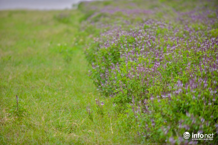 Ít ai nghĩ rằng, rau húng lại có màu hoa đẹp như thế. Không khó hiểu vì sao nhiều người lại dễ lầm tưởng đây là hoa Lavender nếu chỉ nhìn trong ảnh.